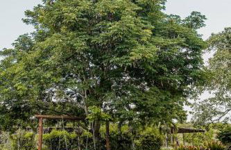 Eco Resort Pedra Bonita - Foto 44