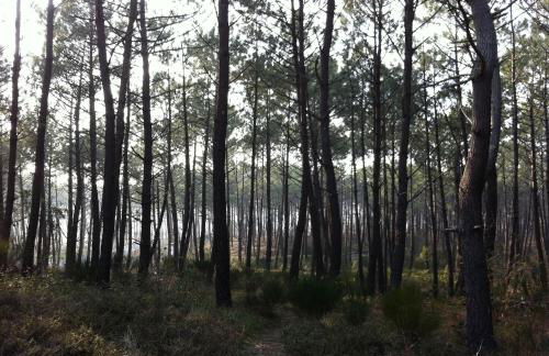 Appartement 2/3 personnes à 10 minutes de Contis plage (Saint Julien en Born) - Foto 33