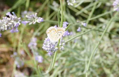 Gîte Le Cherche Midi - Foto 15