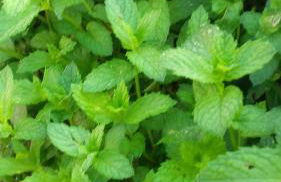 Cal Sadurní - Foto 52