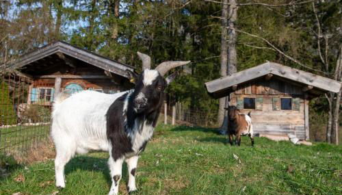 Knoglerhof inkl. Chiemgaukarte - Foto 4