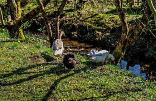 2 Bed in Cross Inn oc-t29117 - Photo 20