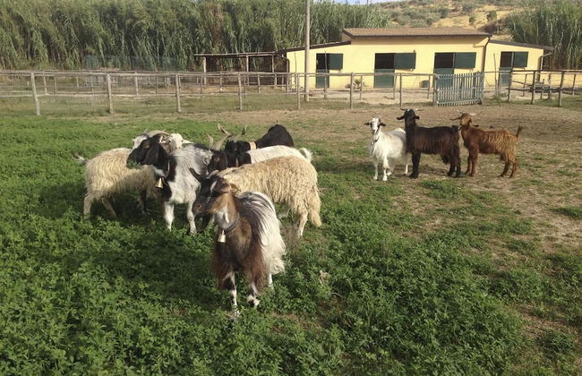 Tenuta Bartoli Maison de charme - Foto 30