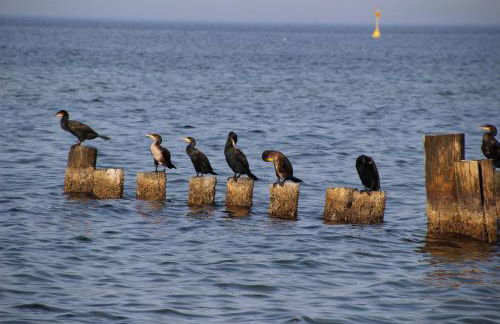 Fiskerhytte - Meine Fischerhütte - Foto 33