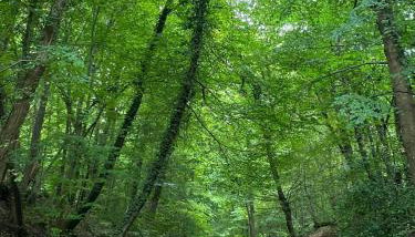 Château de la rivière - Foto 2