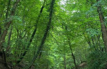 Château de la rivière - Foto 2