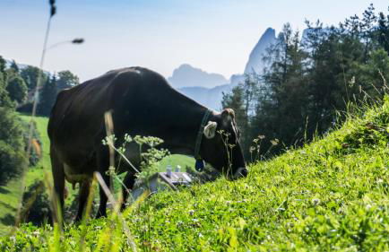 Appartments Neuhof - Photo 16