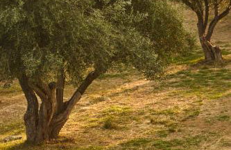 Olive Retreat - Photo 41