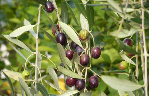 Genius Loci Country Inn - Photo 46