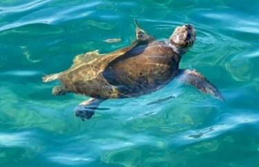 Haus mit Pool im Olivenhain - Foto 24