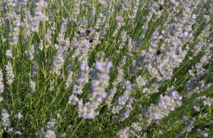 La Villa a Bel-Endroit - Photo 20