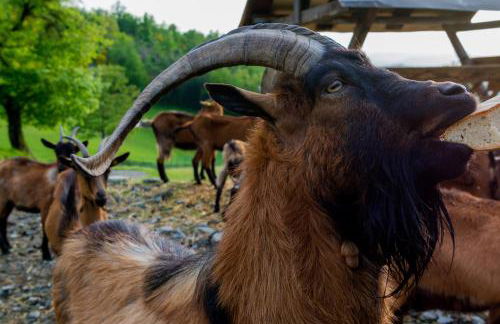 Agriturismo Casapasserini - Foto 41