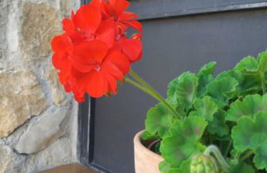 Casa Rural "El Caroche" Alojamiento completo y Eventos - Foto 80