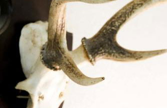 Försterei - Schloss Gelting - Foto 15