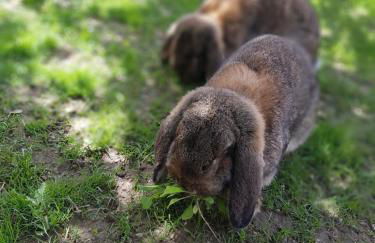 Nuibauers-Hof - Foto 8