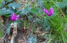 Appartamenti Paolo - Foto 18