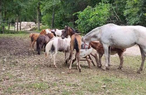 1 Large Bedrooms Estate Pool - Foto 33