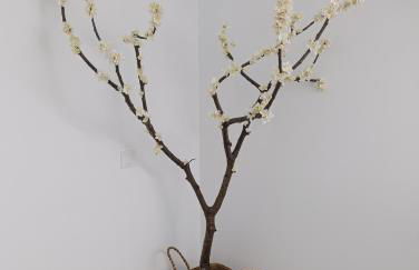 El Cantillo del Jerte - Foto 11