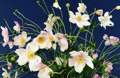 Bramble Cottage on the edge of Exmoor - Foto 12