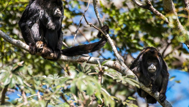 Visite du Jardin Botanique d'Asunción