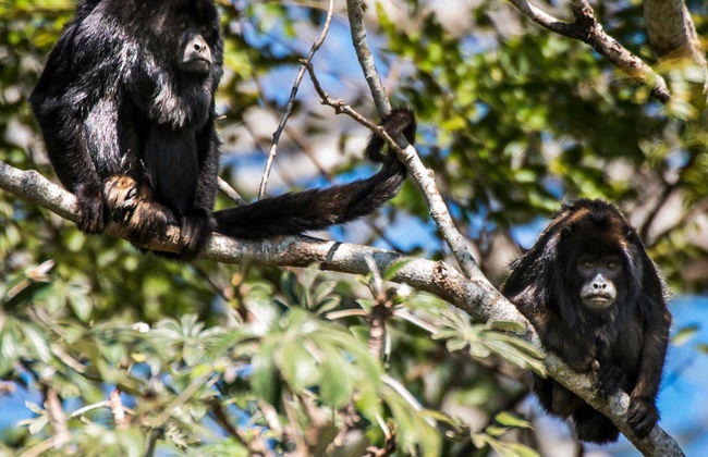 Botanical Garden Tour - Foto 4