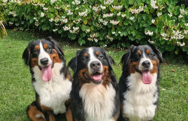 Downtown Suites - Foto 52