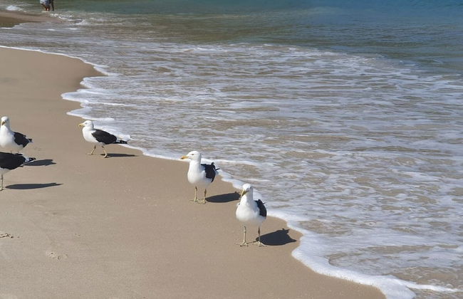 Andorinhas - Foto 69