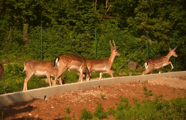 Villa Škavre - Foto 66