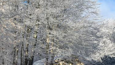 Beech Mountain Swiss-style Chalet - Photo 3