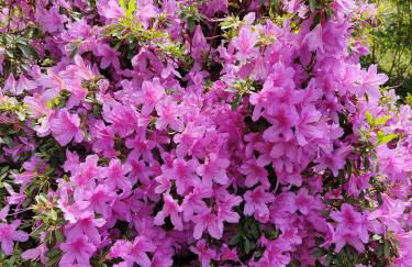 Feluca Porto - Photo 18