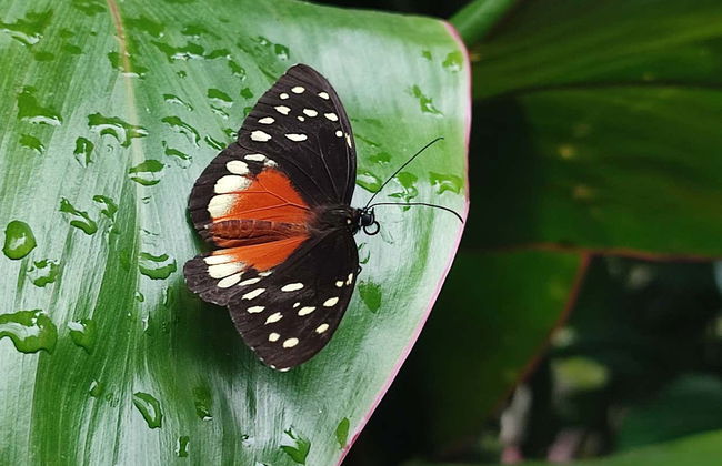 Quindío Botanical Garden Tour - Photo 5