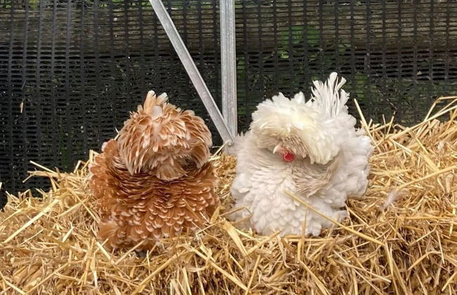 Flower Farm Glamping Retreat in Suffolk - Foto 7