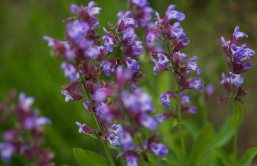 Agriturismo Il Cavicchio - Foto 103