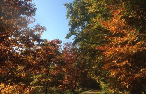 Ferienhaus Ginkgo Biloba - Foto 55