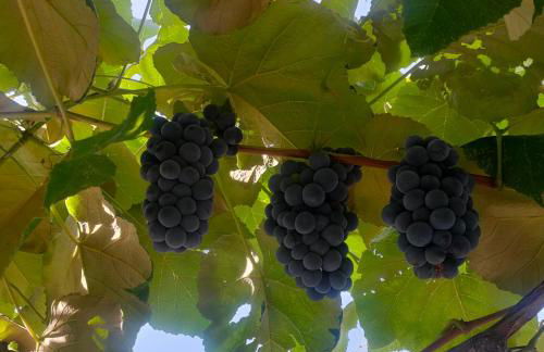 La Maison de André - Foto 11