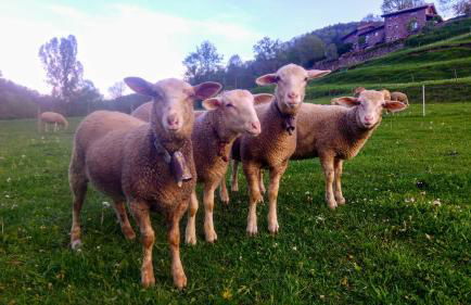 Mas Can Cels - Photo 23