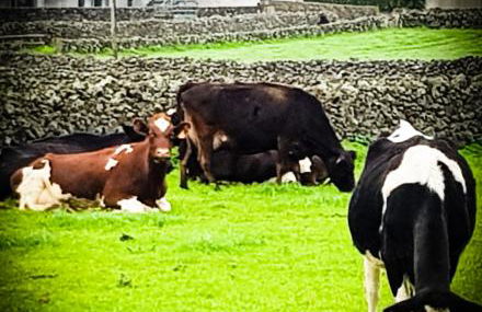 Casa Milhafre - Photo 27