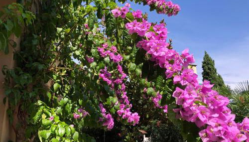 Appartamento villatorretta24 - Photo 2, Garden