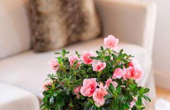 exklusives Alpenchalet mit Jacuzzi & Sauna für bis zu 14 Personen - Foto 12