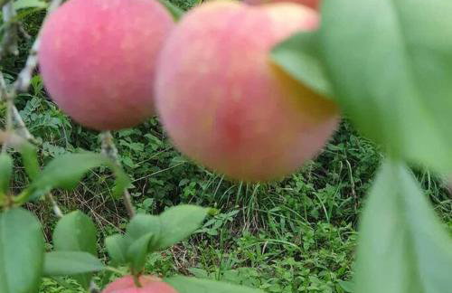 Rancho 4 Corações - Photo 44