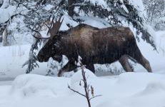 The Salmon Suite - Foto 1