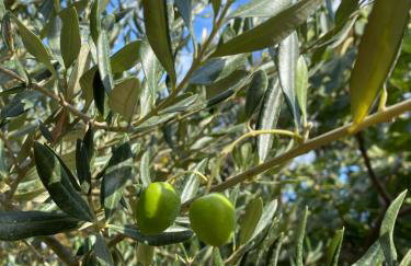 Villa Androcec - Foto 7