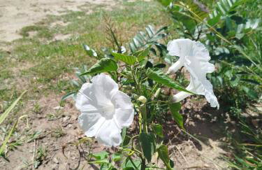 Chalé do Ypê 1 - Foto 33