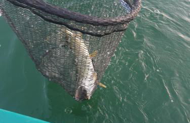 chez Émile côté face maison entière, 3 chambres, 2 salles de bains,jardin et terrasse - Foto 59