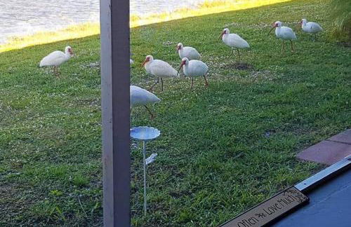 Woodstork Pond Cottage - Foto 6