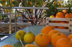 Lemonokipos, holiday house with private pool - Foto 48