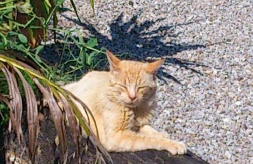 Fancornio Rural - Photo 17