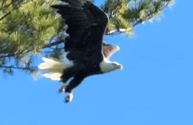 NEW! Eagles Landing - Lakefront & Gorgeous! - Foto 11