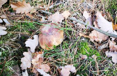 Domek U Justyny - Foto 41