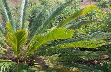 Eco Finca Vista Mar y Teide mit tropischem Garten - Foto 24
